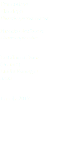 Fenicottero Flamingo Phoenicopterus roseus Phoenicopteriformes Phoenicopteridae Bettolino di Foce (Ferrara) Emilia Romagna Italia 1 aprile 2017