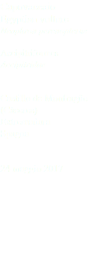 Capovaccaio Egyptian vulture Neophron percnopterus Accipitriformes Accipitridae Castillo de Monfragüe (Cáceres) Extremadura Spagna 24 maggio 2017