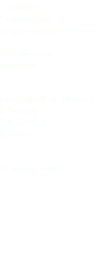 Calandra Calandra lark Melanocorypha calandra Passeriformes Alaudidae Santa Marta de Magasca (Cáceres) Extremadura Spagna 21 maggio 2017