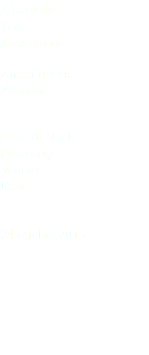 Alzavola Teal Anas crecca Anseriformes Anatidae Cave di Noale (Venezia) Veneto Italia 24 ottobre 2015