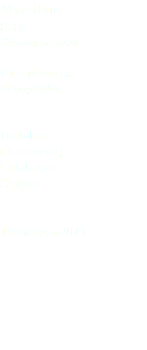 Verzellino Serin Serinus serinus Passeriformes Fringillidae Deltebre (Tarragona) Catalogna Spagna 19 maggio 2017