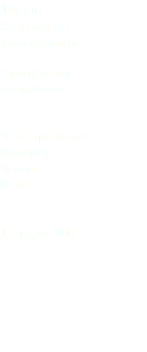 Topino Sand martin Riparia riparia Passeriformes Hirundinidae Valle Spolverina (Rovigo) Veneto Italia 11 luglio 2017