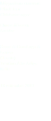 Mignattino comune Black tern Chlidonias niger Charadriiformes Laridae Sacca di GoroLago di Levico (Trento) Trentino Alto Adige Italia 18 settembre 2017