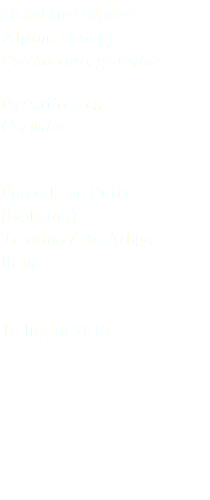 Gracchio alpino Alpine chough Pyrrhocorax graculus Passeriformes Corvidae Forcella de Putia (Bolzano) Trentino Alto Adige Italia 16 luglio 2017
