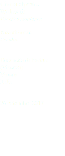 Cincia alpestre Willow tit Poeciles montanus Passeriformes Paridae Bocchetta di Portule (Vicenza) Veneto Italia 26 settembre 2017