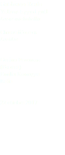 Gabbiano Reale Yellow-legged gull Larus michahellis Charadriiformes Laridae Gorino Ferrarese (Ferrara) Emilia Romagna Italia 22 ottobre 2017