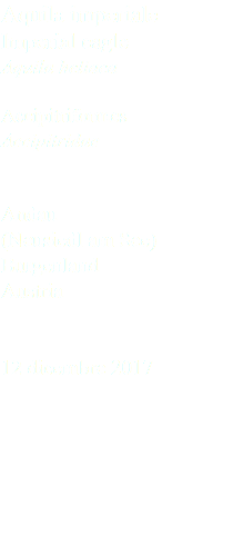 Aquila imperiale Imperial eagle Aquila heliaca Accipitriformes Accipitridae Andau (Neusiedl am See) Burgenland Austria 12 dicembre 2017