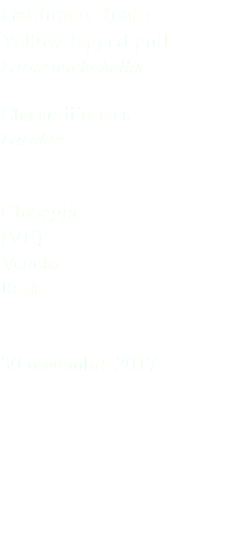 Gabbiano Reale Yellow-legged gull Larus michahellis Charadriiformes Laridae Chioggia (VE) Veneto Italia 30 novembre 2017