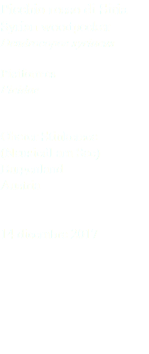 Picchio rosso di Siria Syrian woodpecker Dendrocopos syriacus Piciformes Picidae Oberer Stinkersee (Neusiedl am See) Burgenland Austria 14 dicembre 2017
