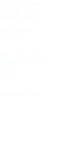Falco pellegrino Peregrine falcon Falco peregrinus Falconiformes Falconidae Eremo di San Cassiano (Vicenza) Veneto Italia 17 dicembre 2017