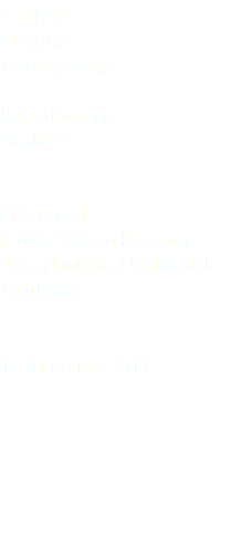 Cesena Fieldfare Turdus pilaris Passeriformes Turdidae Földsziget (Györ-Moson-Sopron) Transdanubio Occidentale Ungheria 13 dicembre 2017