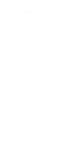 Zigolo giallo Yellowhammer Emberiza citrinella Passeriformes Emberizidae Földsziget (Györ-Moson-Sopron) Transdanubio Occidentale Ungheria 13 dicembre 2017