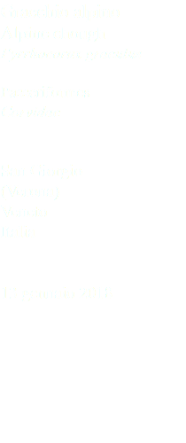 Gracchio alpino Alpine chough Pyrrhocorax graculus Passeriformes Corvidae San Giorgio (Verona) Veneto Italia 13 gennaio 2018