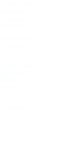 Aquila anatraia maggiore Lesser spotted eagle Aquila clanga Accipitriformes Accipitridae Valli di Zignago (Venezia) Veneto Italia 31 gennaio 2016