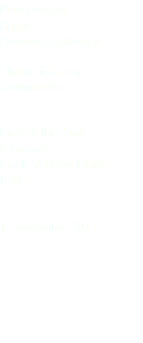 Beccaccino Snipe Gallinago gallinago Charadriiformes Scolopacidae Isola della Cona (Gorizia) Friuli Venezia Giulia Italia 13 novembre 2015