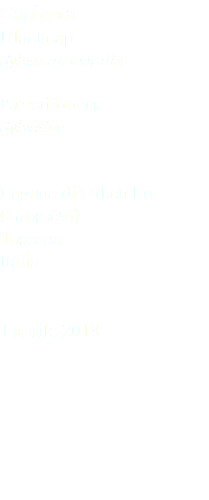 Capinera Blackcap Sylvia atricapilla Passeriformes Sylviidae Laguna di Orbetello (Grosseto) Toscana Italia 1 aprile 2018