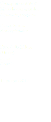 Canapino comune Melodiosus warbler Hippolais polyglotta Passeriformes Acrocephalidae Foce della Mirna (Umag) Istria Croazia 11 giugno 2017