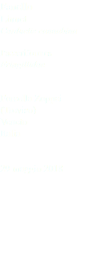 Fanello Linnet Carduelis cannabina Passeriformes Fringillidae Forcella Zoppei (Treviso) Veneto Italia 29 maggio 2018