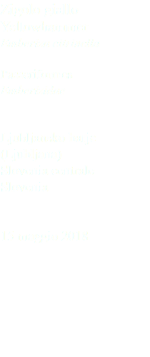 Zigolo giallo Yellowhammer Emberiza citrinella Passeriformes Emberizidae Ljubljansko barje (Ljubljana) Slovenia centrale Slovenia 15 maggio 2018