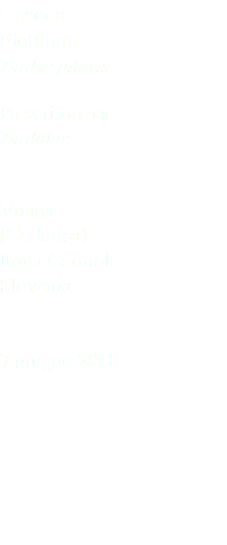 Cesena Fieldfare Turdus pilaris Passeriformes Turdidae Vrtaca (Cerknica) Inner Carniola Slovenia 7 giugno 2018