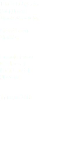 Tordo bottaccio Songthrush Turdus philomelos Passeriformes Turdidae Gorenje Jezero (Cerknoca) Inner Carniola Slovenia 7 giugno 2018