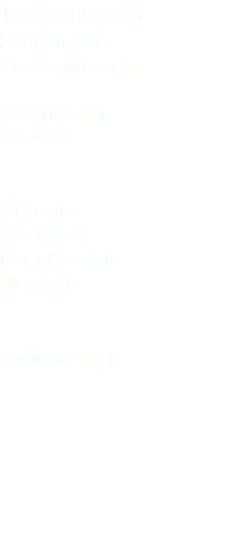 Tordo bottaccio Songthrush Turdus philomelos Passeriformes Turdidae Drstenica (Cerknica) Inner Carniola Slovenia 7 giugno 2018