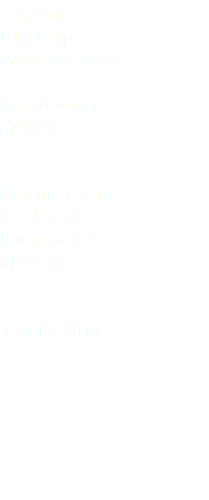 Capinera Blackcap Sylvia atricapilla Passeriformes Sylviidae Dolenje Jezero (Cerknica) Inner carniola Slovenia 3 luglio 2018