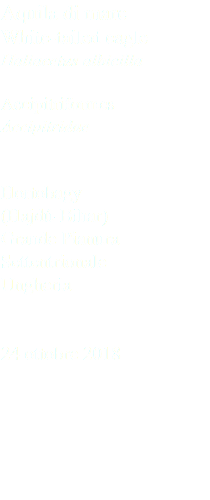 Aquila di mare White-tailed eagle Haliaeetus albicilla Accipitriformes Accipitridae Hortobagy (Hajdú-Bihar) Grande Pianura Settentrionale Ungheria 24 ottobre 2018