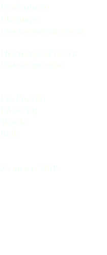 Fenicottero Flamingo Phoenicopterus roseus Phoenicopteriformes Phoenicopteridae Lio Piccolo (Venezia) Veneto Italia 25 marzo 2018