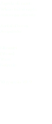 Aquila di mare White-tailed eagle Haliaeetus albicilla Accipitriformes Accipitridae Bliznatsi (Varna) Varna Bulgaria 30 gennaio 2019