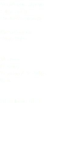 Venturone alpino Citril finch Carduelis citrinella Passeriformes Fringillidae Margone (Trento) Trentino Alto Adige Italia 20 febbraio 2019