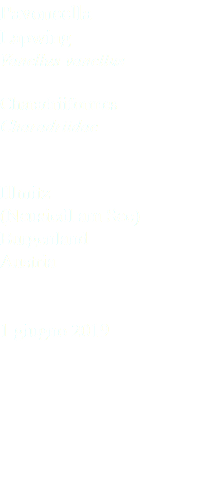 Pavoncella Lapwing Vanellus vanellus Charadriiformes Charadriidae Illmitz (Neusiedl am See) Burgenland Austria 1 giugno 2019
