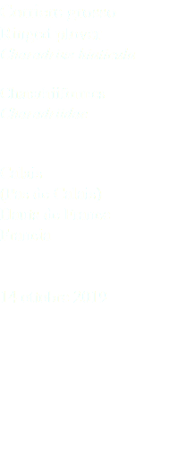 Corriere grosso Ringed plover Charadrius hiaticula Charadriiformes Charadriidae Calais (Pas de Calais) Hauts de France Francia 14 ottobre 2019