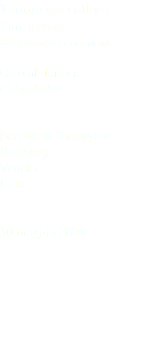 Tortora dal collare Turtle dove Streptopelia decaocto Columbiformes Columbidae Barchessa Ravagnan (Rovigo) Veneto Italia 30 maggio 2020