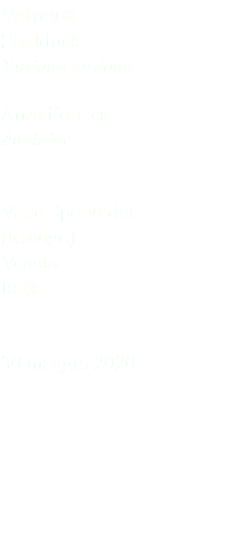 Volpoca Shelduck Tardona tardona Anseriformes Anatidae Valle Spolverina (Rovigo) Veneto Italia 30 maggio 2020