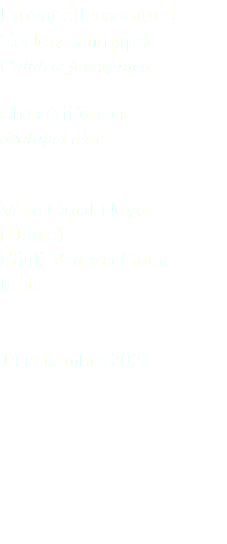 Piovanello comune Curlew sandpiper Calidris ferruginea Charadriiformes Scolopacidae Valle Canal Novo (Udine) Friuli Venezia Giulia Italia 14 settembre 2021