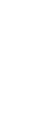 Pettirosso Robin Erithacus rubecola Passeriformes Muscicapidae Valle Cavanata (Gorizia) Friuli Venezia Giulia Italia 13 febbraio 2022