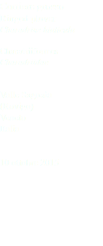 Corriere grosso Ringed plover Charadrius hiaticula Charadriiformes Charadriidae Valle Sagreda (Rovigo) Veneto Italia 10 ottobre 2015