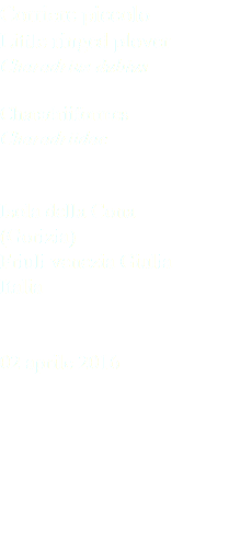 Corriere piccolo Little ringed plover Charadrius dubius Charadriiformes Charadriidae Isola della Cona (Gorizia) Friuli venezia Giulia Italia 02 aprile 2016