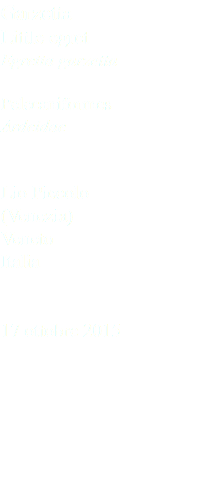 Garzetta Little egret Egretta garzetta Pelecaniformes Ardeidae Lio Piccolo (Venezia) Veneto Italia 17 ottobre 2015