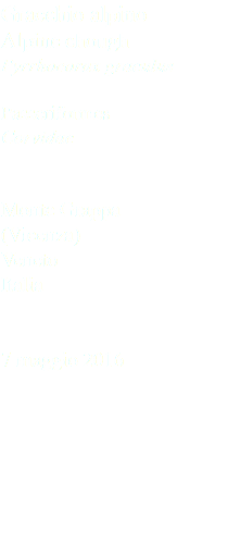 Gracchio alpino Alpine chough Pyrrhocorax graculus Passeriformes Corvidae Monte Grappa (Vicenza) Veneto Italia 7 maggio 2016