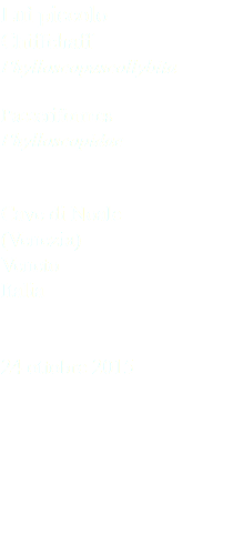 Luì piccolo Chiffchaff Phylloscopuscollybita Passeriformes Phylloscopidae Cave di Noale (Venezia) Veneto Italia 24 ottobre 2015