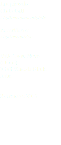Luì piccolo Chiffchaff Phylloscopuscollybita Passeriformes Phylloscopidae Valle Canal Novo (Udine) Friuli Venezia Giulia Italia 2 dicembre 2015