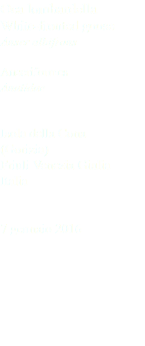 Oca lombardella White-fronted goose Anser albifrons Anseriformes Anatidae Isola della Cona (Gorizia) Friuli Venezia Giulia Italia 7 gennaio 2016
