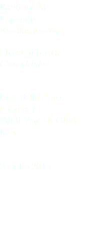 Pavoncella Lapwing Vanellus vanellus Charadriiformes Charadriidae Isola della Cona (Gorizia) Friuli Venezia Giulia Italia 2 luglio 2015