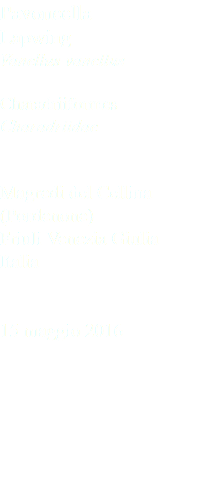 Pavoncella Lapwing Vanellus vanellus Charadriiformes Charadriidae Magredi del Cellina (Pordenone) Friuli Venezia Giulia Italia 15 maggio 2016