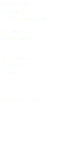 Luì piccolo Chiffchaff Phylloscopuscollybita Passeriformes Phylloscopidae Campodarsego (Padova) Veneto Italia 15 novembre 2016