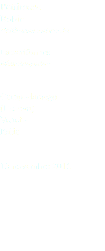 Pettirosso Robin Erithacus rubecola Passeriformes Muscicapidae Campodarsego (Padova) Veneto Italia 15 novembre 2016