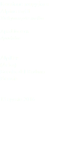 Rondone maggiore Alpine swift Tachymarptis melba Apodiformes Apodidae Alpilles (Arles) Bocche del Rodano Francia 13 agosto 2016