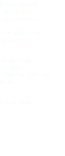 Svasso cornuto Horned grebe Podiceps auritus Podicipediformes Podicipedidae Marina Nova (Gorizia) Friuli Venezia Giulia Italia 2 aprile 2016